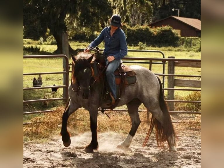 Cob Irlandese / Tinker / Gypsy Vanner Castrone 6 Anni Roano blu in Mims, FL