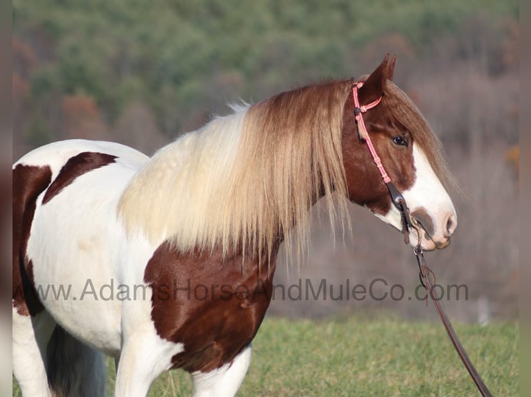 Cob Irlandese / Tinker / Gypsy Vanner Castrone 6 Anni Sauro scuro in Mount Vernon