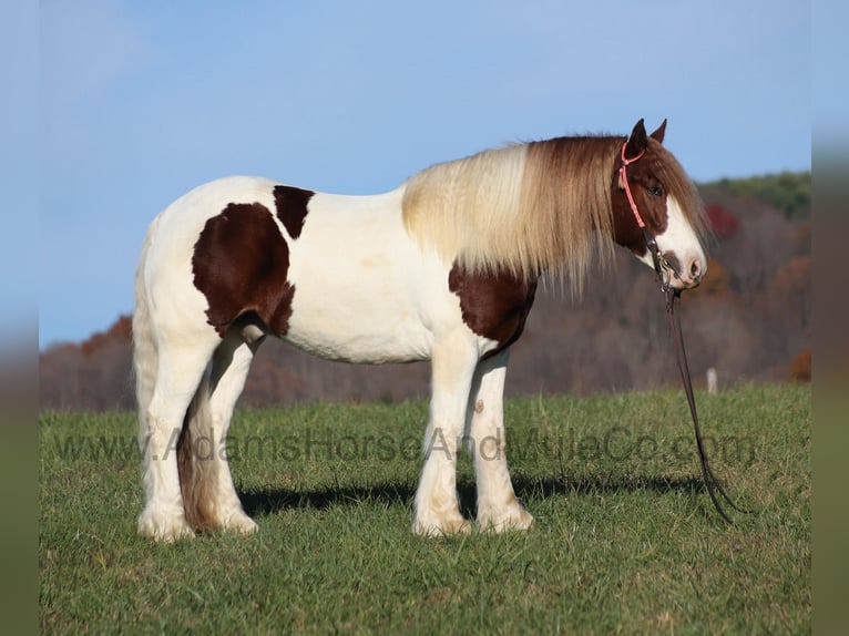 Cob Irlandese / Tinker / Gypsy Vanner Castrone 6 Anni Sauro scuro in Mount Vernon