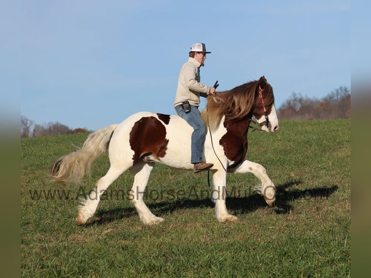 Cob Irlandese / Tinker / Gypsy Vanner Castrone 6 Anni Sauro scuro in Mount Vernon