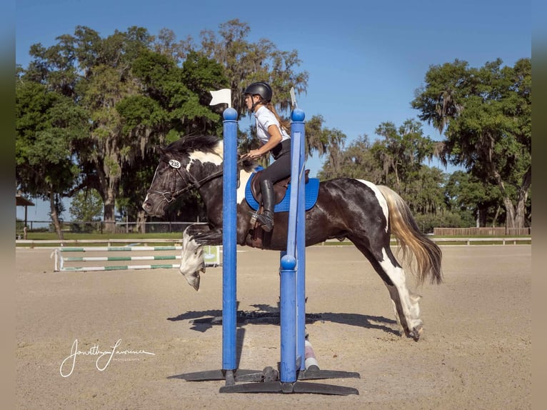 Cob Irlandese / Tinker / Gypsy Vanner Castrone 6 Anni Tobiano-tutti i colori in Ocala FL