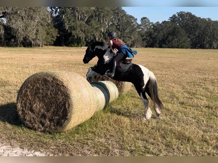 Cob Irlandese / Tinker / Gypsy Vanner Castrone 6 Anni Tobiano-tutti i colori in Ocala FL