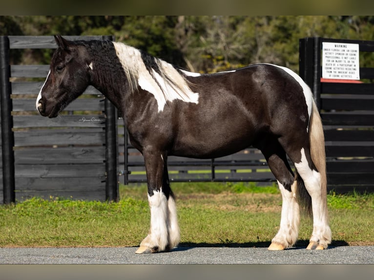 Cob Irlandese / Tinker / Gypsy Vanner Castrone 6 Anni Tobiano-tutti i colori in Ocala FL