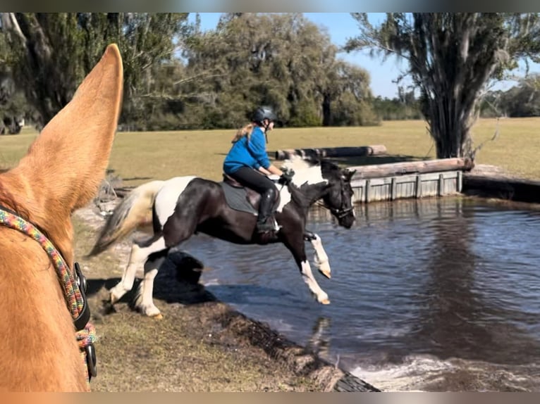 Cob Irlandese / Tinker / Gypsy Vanner Castrone 6 Anni Tobiano-tutti i colori in Ocala FL