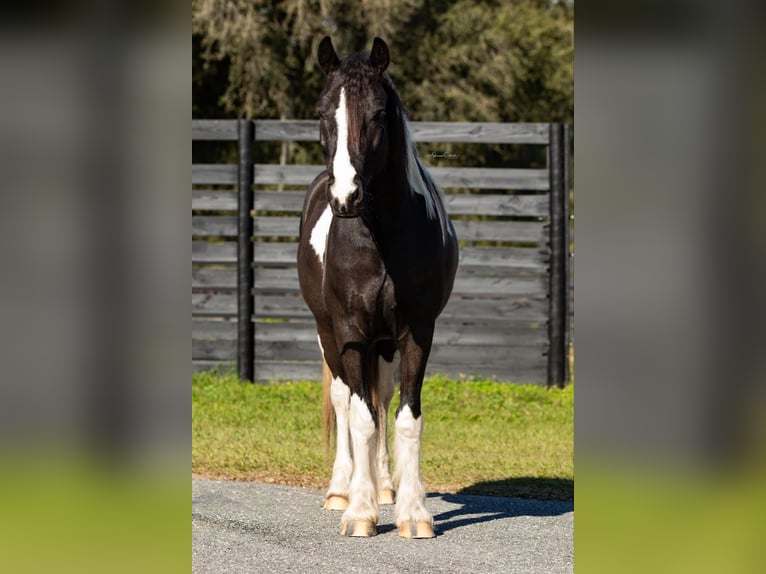 Cob Irlandese / Tinker / Gypsy Vanner Castrone 6 Anni Tobiano-tutti i colori in Ocala FL