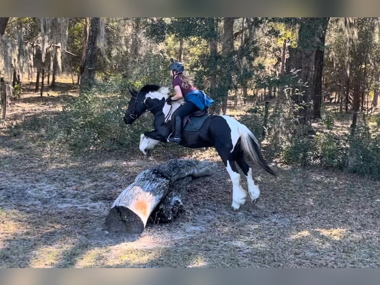 Cob Irlandese / Tinker / Gypsy Vanner Castrone 6 Anni Tobiano-tutti i colori in Ocala FL