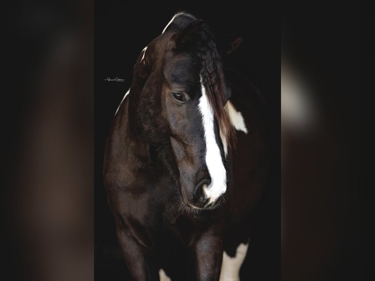 Cob Irlandese / Tinker / Gypsy Vanner Castrone 6 Anni Tobiano-tutti i colori in Ocala FL