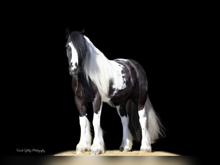 Cob Irlandese / Tinker / Gypsy Vanner Castrone 6 Anni Tobiano-tutti i colori in Fairbank IA