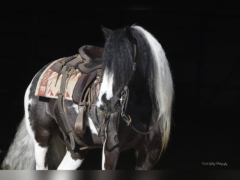 Cob Irlandese / Tinker / Gypsy Vanner Castrone 6 Anni Tobiano-tutti i colori in Fairbank IA