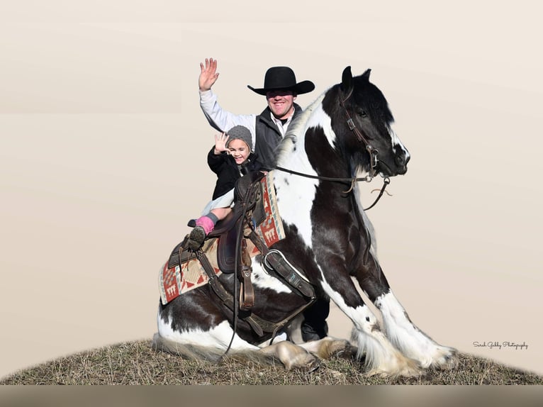 Cob Irlandese / Tinker / Gypsy Vanner Castrone 6 Anni Tobiano-tutti i colori in Fairbank IA