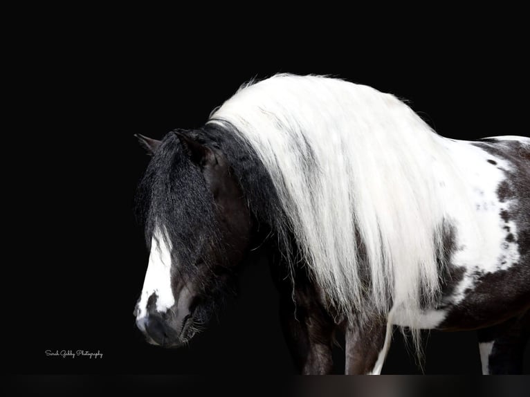 Cob Irlandese / Tinker / Gypsy Vanner Castrone 6 Anni Tobiano-tutti i colori in Fairbank IA