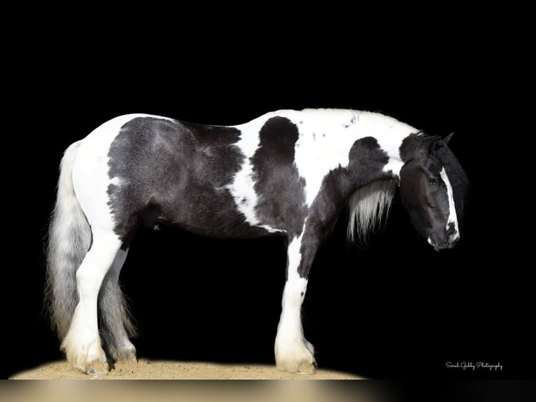 Cob Irlandese / Tinker / Gypsy Vanner Castrone 6 Anni Tobiano-tutti i colori in Fairbank IA