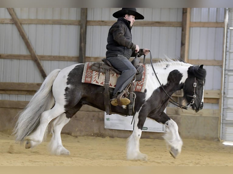 Cob Irlandese / Tinker / Gypsy Vanner Castrone 6 Anni Tobiano-tutti i colori in Fairbank IA