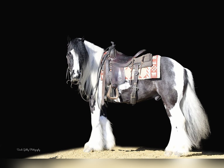 Cob Irlandese / Tinker / Gypsy Vanner Castrone 6 Anni Tobiano-tutti i colori in Fairbank IA