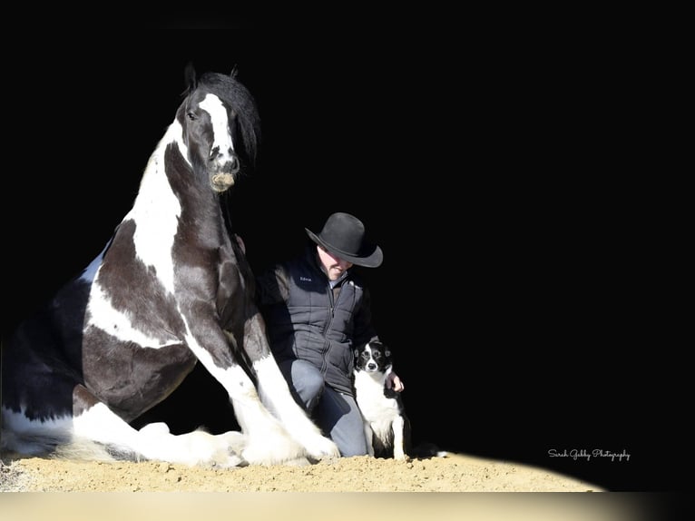 Cob Irlandese / Tinker / Gypsy Vanner Castrone 6 Anni Tobiano-tutti i colori in Fairbank IA