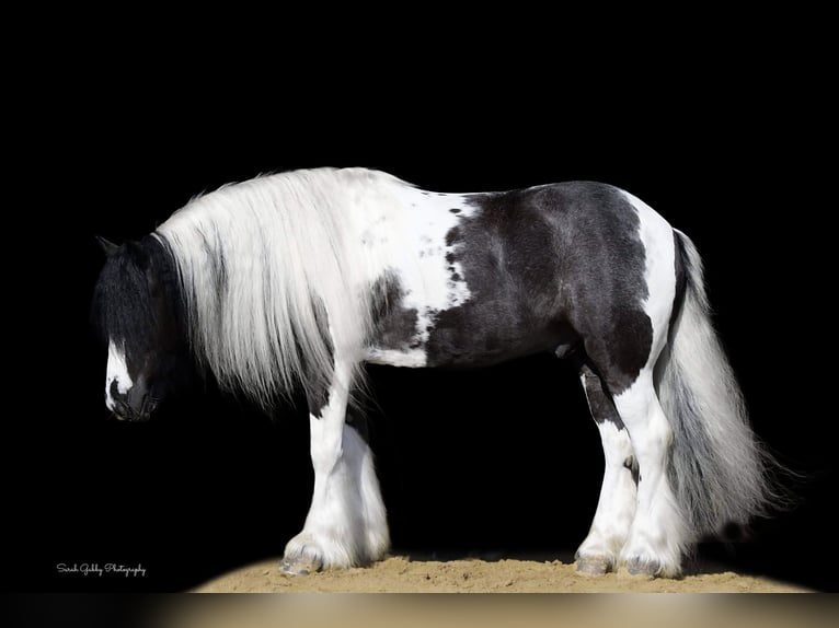 Cob Irlandese / Tinker / Gypsy Vanner Castrone 6 Anni Tobiano-tutti i colori in Fairbank IA