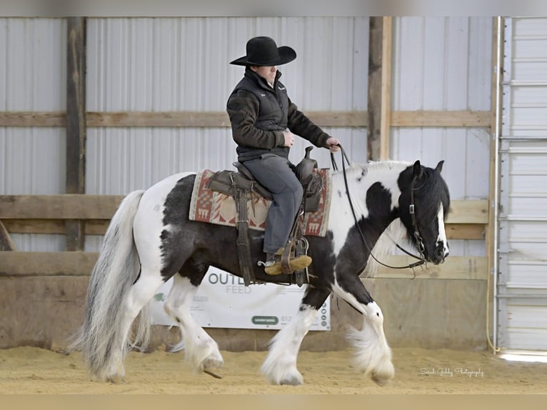 Cob Irlandese / Tinker / Gypsy Vanner Castrone 6 Anni Tobiano-tutti i colori in Fairbank IA