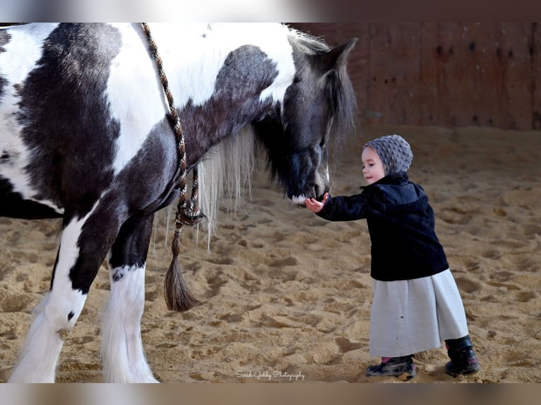 Cob Irlandese / Tinker / Gypsy Vanner Castrone 6 Anni Tobiano-tutti i colori in Fairbank IA