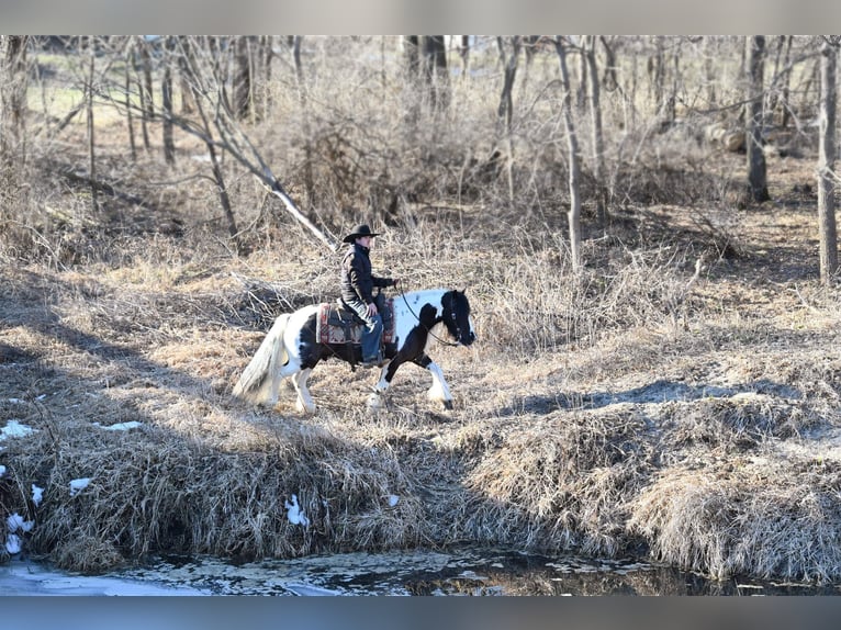 Cob Irlandese / Tinker / Gypsy Vanner Castrone 6 Anni Tobiano-tutti i colori in Fairbank IA