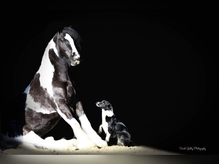 Cob Irlandese / Tinker / Gypsy Vanner Castrone 6 Anni Tobiano-tutti i colori in Fairbank IA