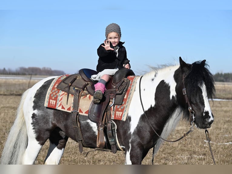 Cob Irlandese / Tinker / Gypsy Vanner Castrone 6 Anni Tobiano-tutti i colori in Fairbank IA