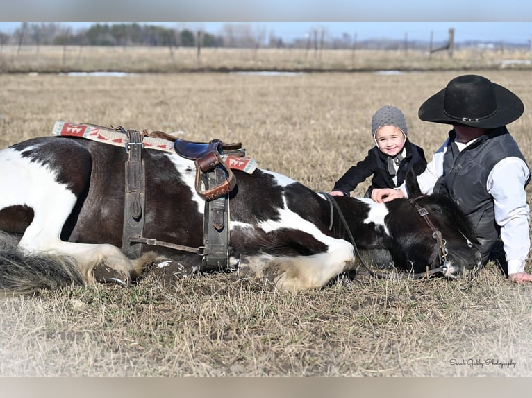 Cob Irlandese / Tinker / Gypsy Vanner Castrone 6 Anni Tobiano-tutti i colori in Fairbank IA