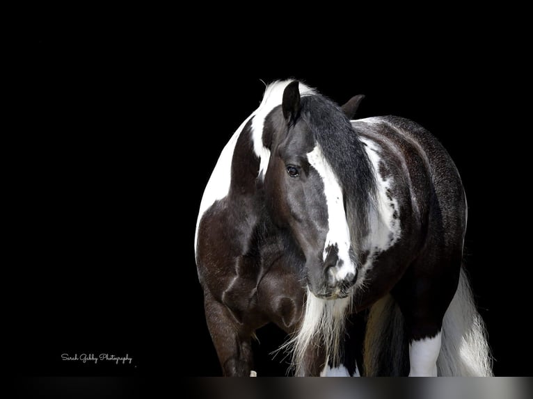 Cob Irlandese / Tinker / Gypsy Vanner Castrone 6 Anni Tobiano-tutti i colori in Fairbank IA