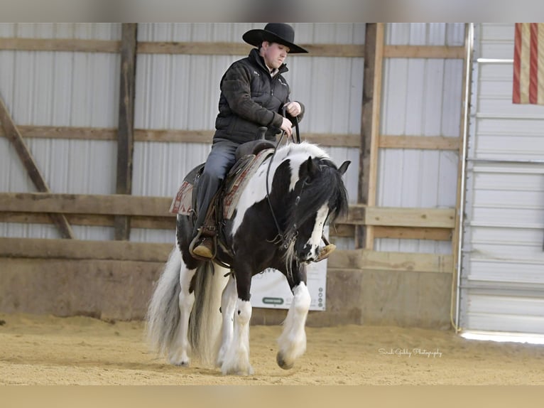 Cob Irlandese / Tinker / Gypsy Vanner Castrone 6 Anni Tobiano-tutti i colori in Fairbank IA