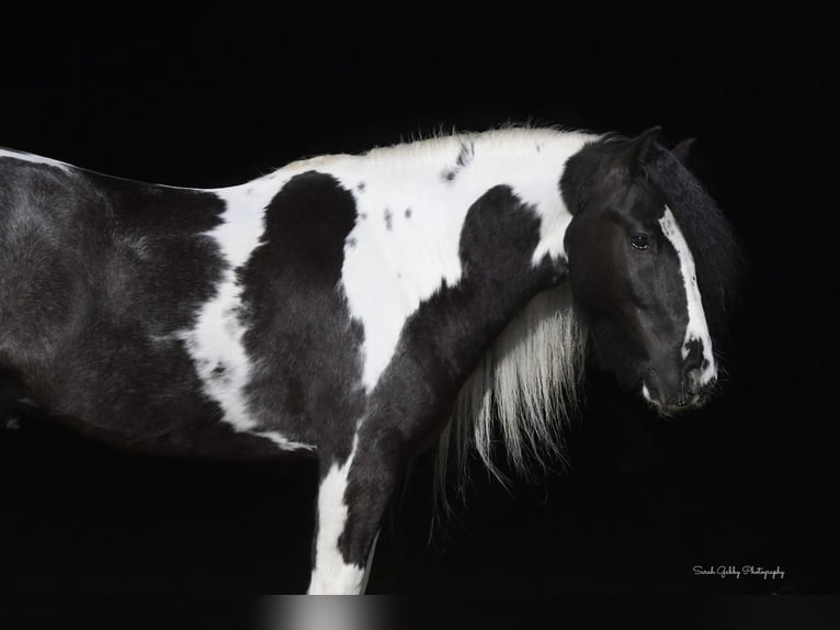 Cob Irlandese / Tinker / Gypsy Vanner Castrone 6 Anni Tobiano-tutti i colori in Fairbank IA