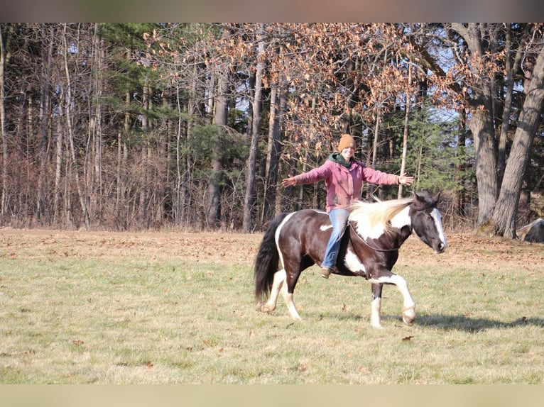 Cob Irlandese / Tinker / Gypsy Vanner Castrone 6 Anni Tobiano-tutti i colori in Howell MI