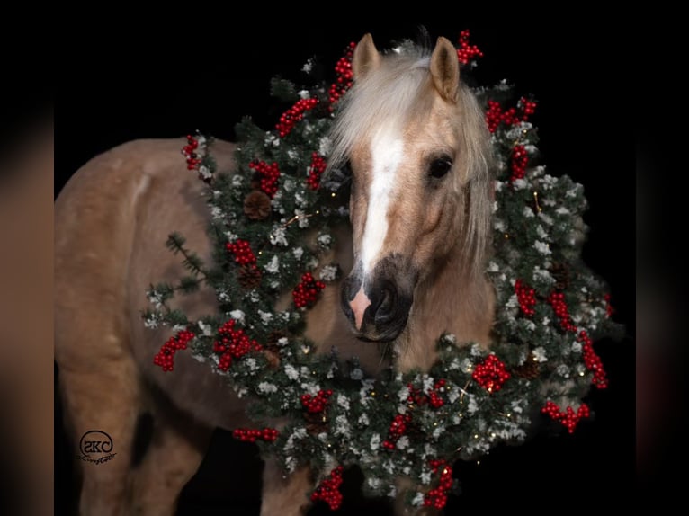 Cob Irlandese / Tinker / Gypsy Vanner Castrone 7 Anni 117 cm Palomino in Canyon