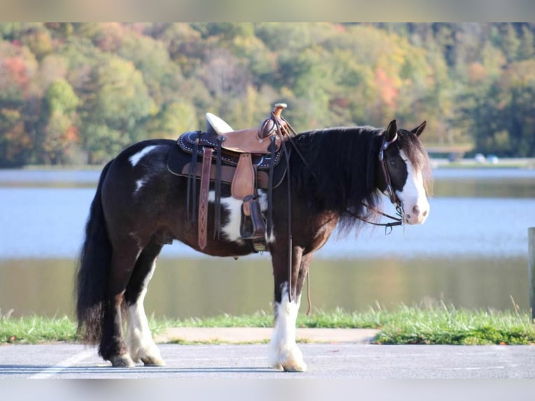 Cob Irlandese / Tinker / Gypsy Vanner Mix Castrone 7 Anni 119 cm in Allenwood, PA