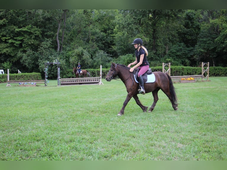 Cob Irlandese / Tinker / Gypsy Vanner Castrone 7 Anni 124 cm Baio ciliegia in Howell MI