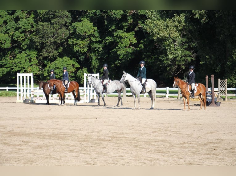 Cob Irlandese / Tinker / Gypsy Vanner Castrone 7 Anni 124 cm Baio ciliegia in Howell MI