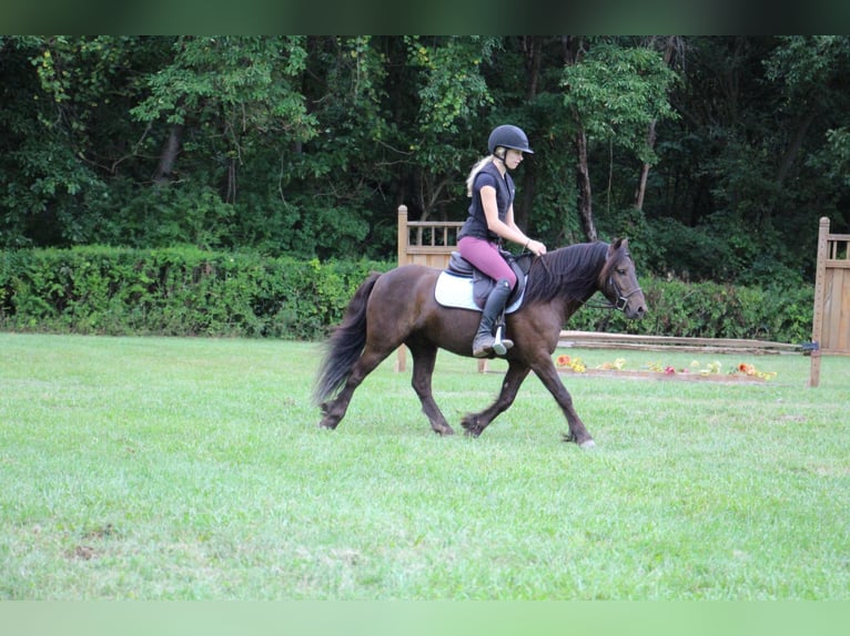 Cob Irlandese / Tinker / Gypsy Vanner Castrone 7 Anni 124 cm Baio ciliegia in Howell MI