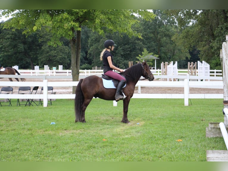 Cob Irlandese / Tinker / Gypsy Vanner Castrone 7 Anni 124 cm Baio ciliegia in Howell MI