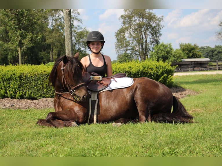 Cob Irlandese / Tinker / Gypsy Vanner Castrone 7 Anni 124 cm Baio ciliegia in Howell MI