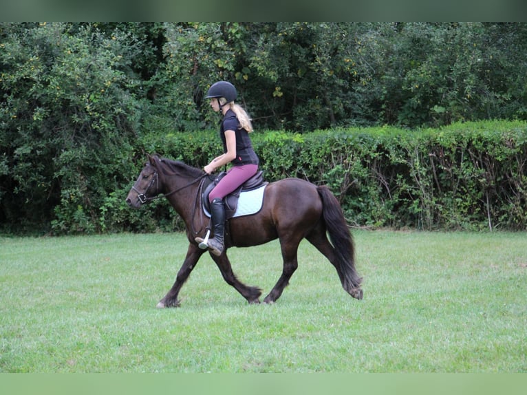 Cob Irlandese / Tinker / Gypsy Vanner Castrone 7 Anni 124 cm Baio ciliegia in Howell MI