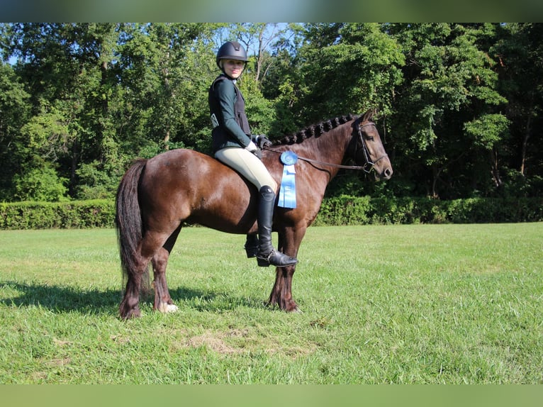 Cob Irlandese / Tinker / Gypsy Vanner Castrone 7 Anni 124 cm Baio ciliegia in Howell MI