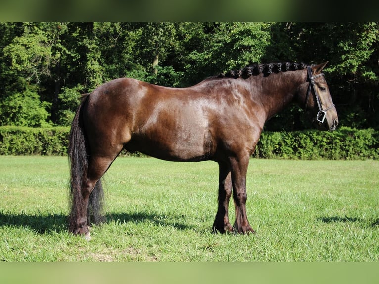 Cob Irlandese / Tinker / Gypsy Vanner Castrone 7 Anni 124 cm Baio ciliegia in Howell MI