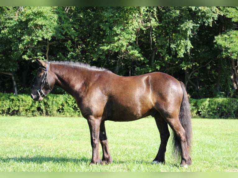 Cob Irlandese / Tinker / Gypsy Vanner Castrone 7 Anni 124 cm Baio ciliegia in Howell MI