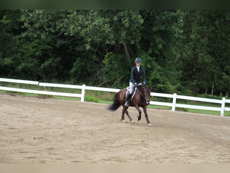 Cob Irlandese / Tinker / Gypsy Vanner Castrone 7 Anni 124 cm Baio ciliegia in Howell MI