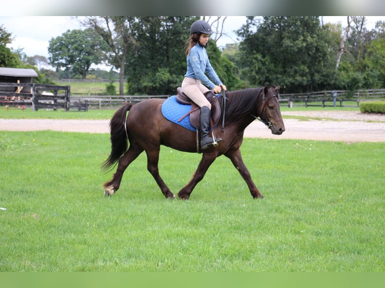 Cob Irlandese / Tinker / Gypsy Vanner Castrone 7 Anni 124 cm Baio ciliegia in Howell MI