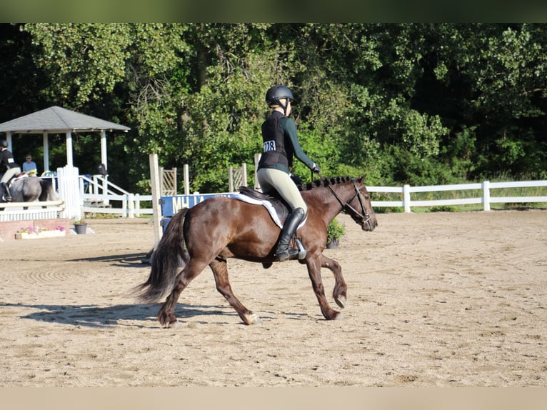 Cob Irlandese / Tinker / Gypsy Vanner Castrone 7 Anni 124 cm Baio ciliegia in Howell MI