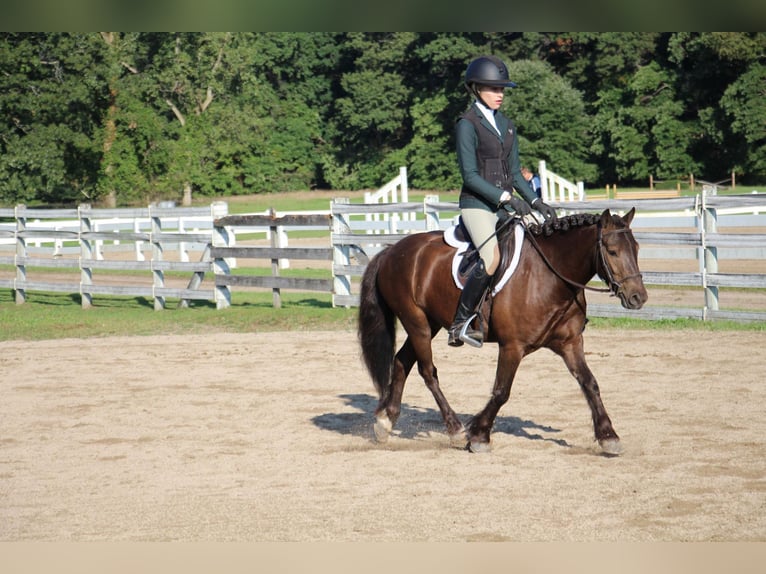 Cob Irlandese / Tinker / Gypsy Vanner Castrone 7 Anni 124 cm Baio ciliegia in Howell MI