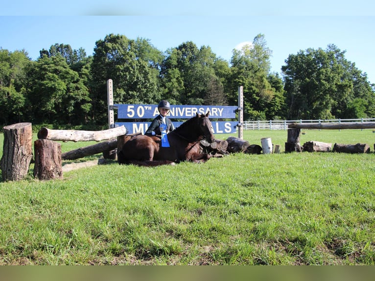 Cob Irlandese / Tinker / Gypsy Vanner Castrone 7 Anni 124 cm Baio ciliegia in Howell MI