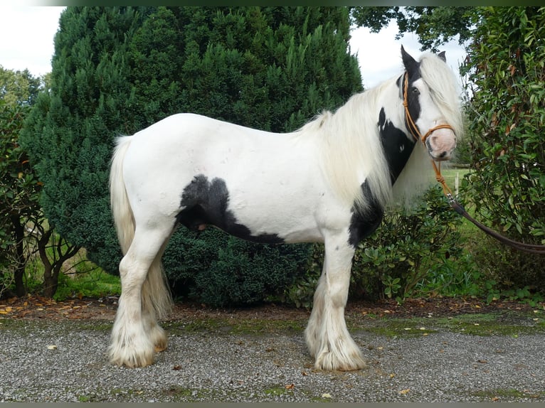 Cob Irlandese / Tinker / Gypsy Vanner Castrone 7 Anni 125 cm in Lathen