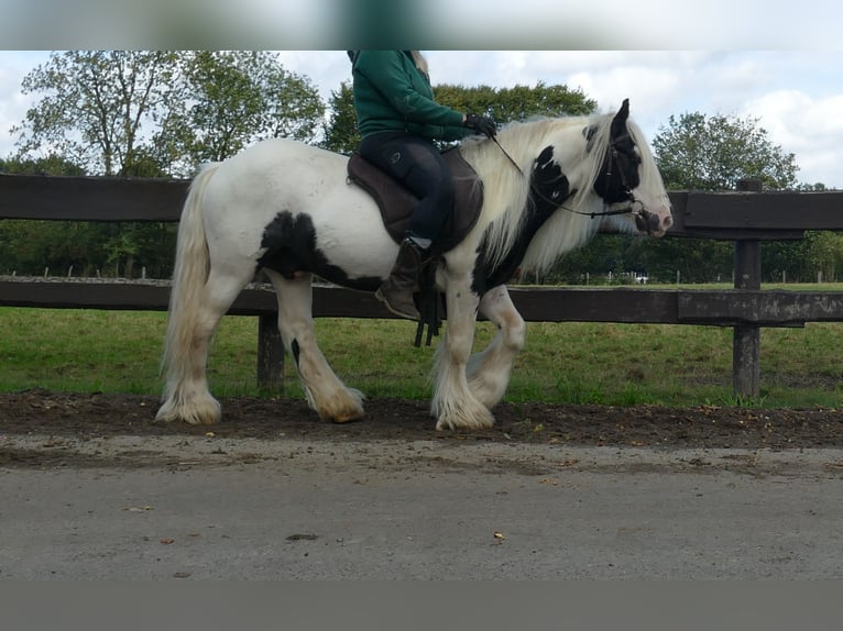 Cob Irlandese / Tinker / Gypsy Vanner Castrone 7 Anni 125 cm in Lathen