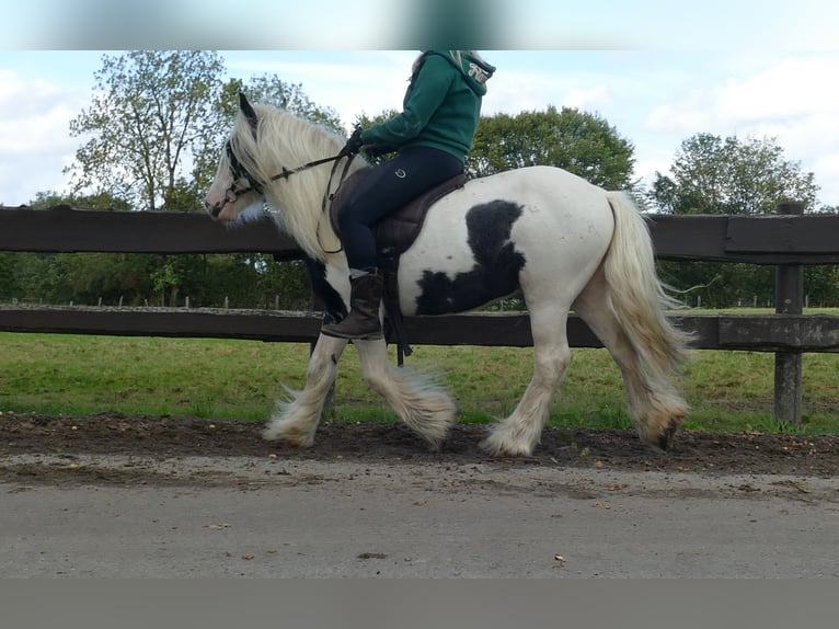 Cob Irlandese / Tinker / Gypsy Vanner Castrone 7 Anni 125 cm in Lathen