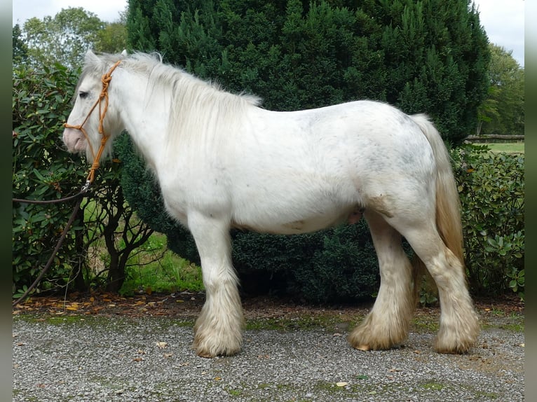 Cob Irlandese / Tinker / Gypsy Vanner Castrone 7 Anni 125 cm Grigio in Lathen